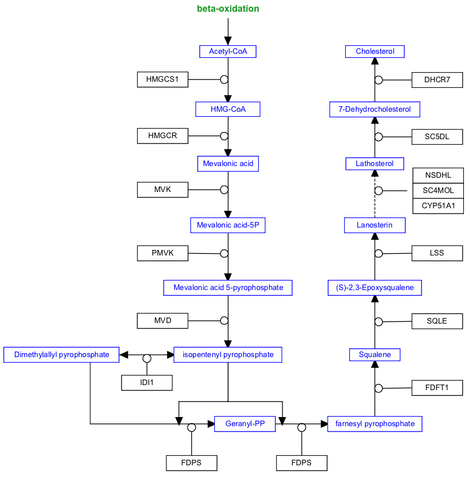 Cholesterol Biosynthesis Pathway